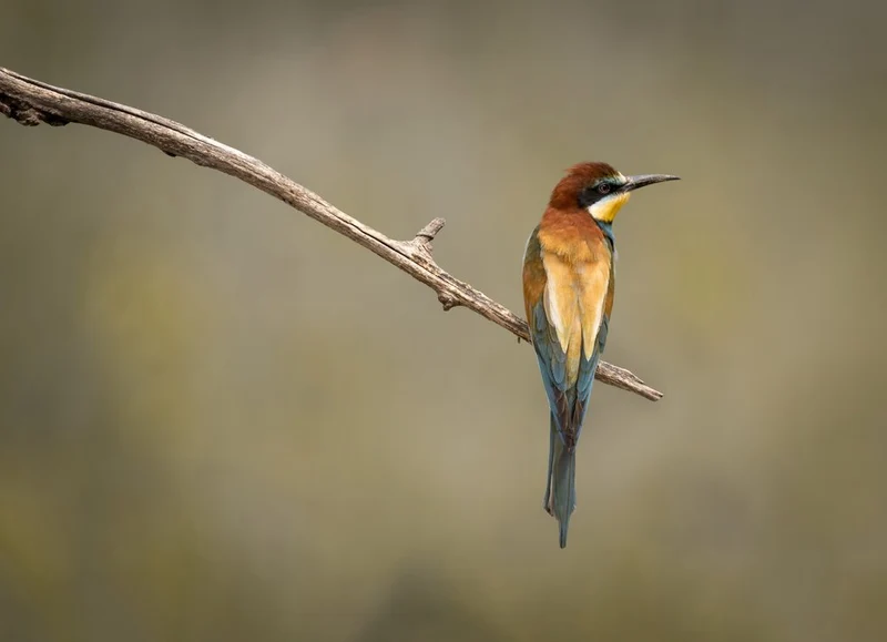 European Bee-eater Perched