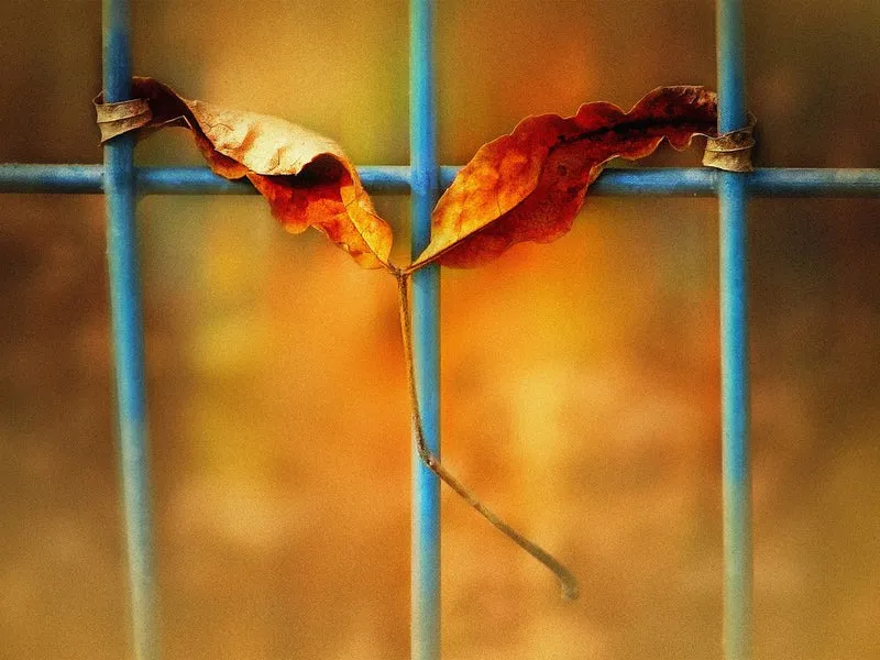 Autumn Leaf on Blue Fence