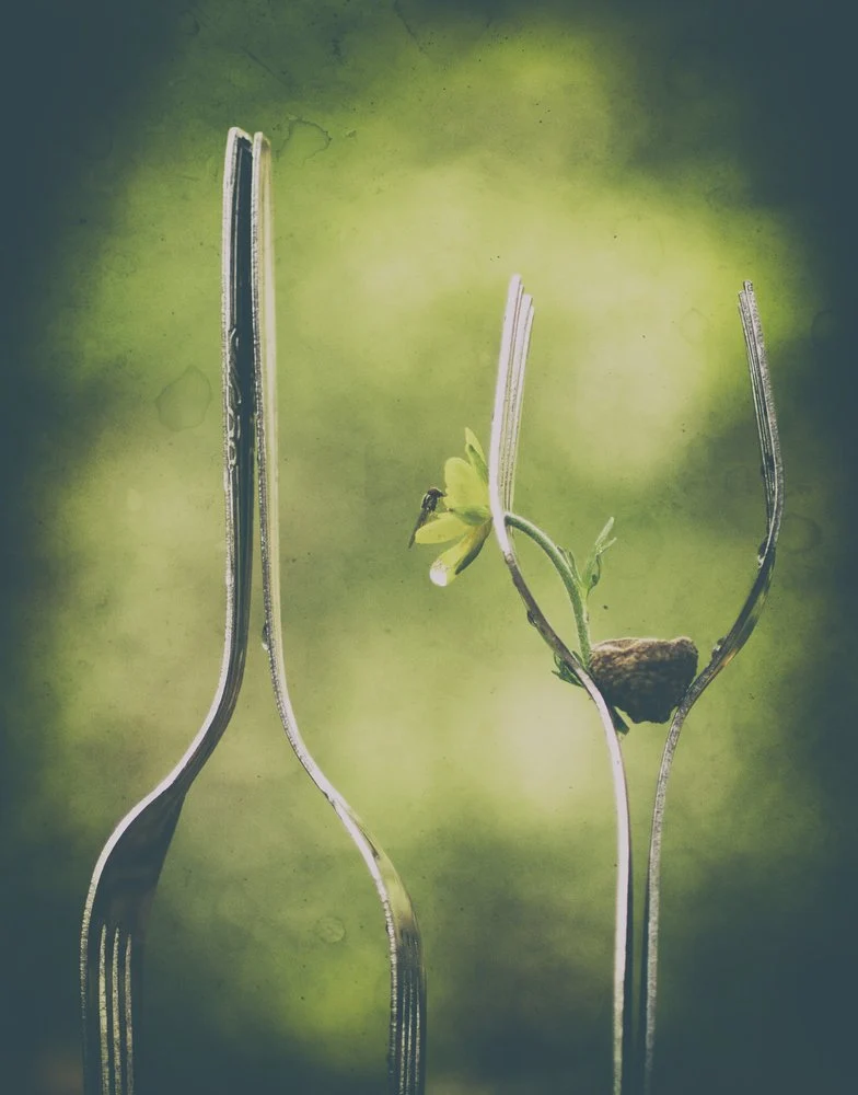 Whimsical Forks Nature