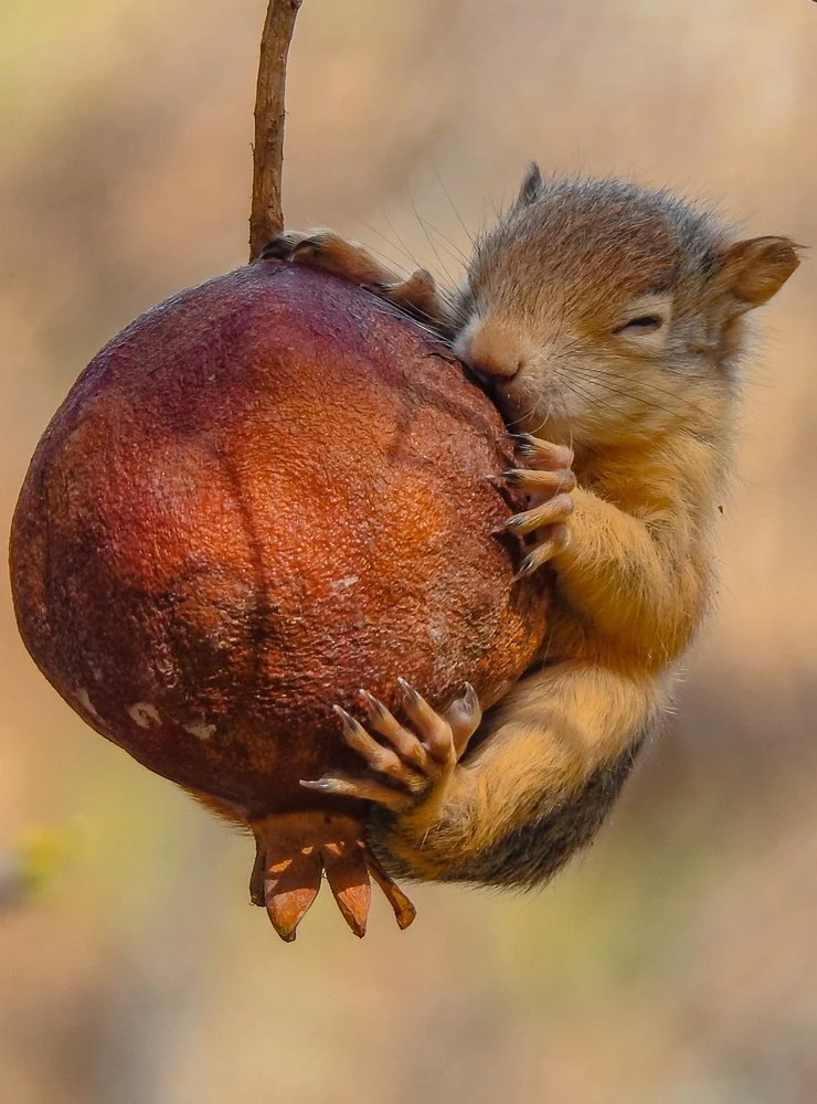 Sleeping Squirrel Pomegranate
