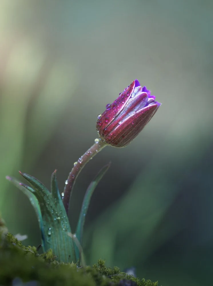 Vibrant Purple Bud