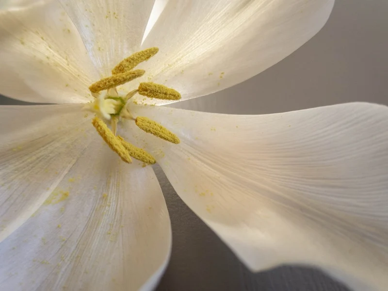 Delicate White Bloom