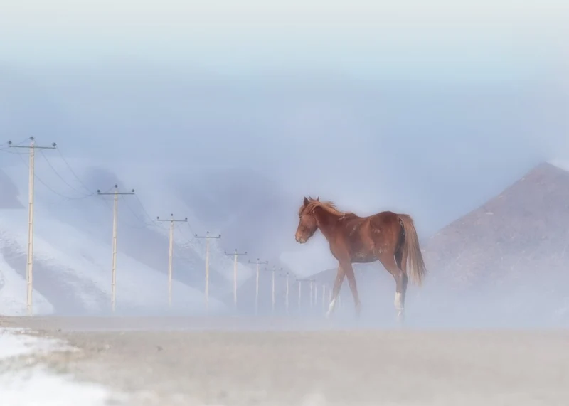 Misty Winter Horse