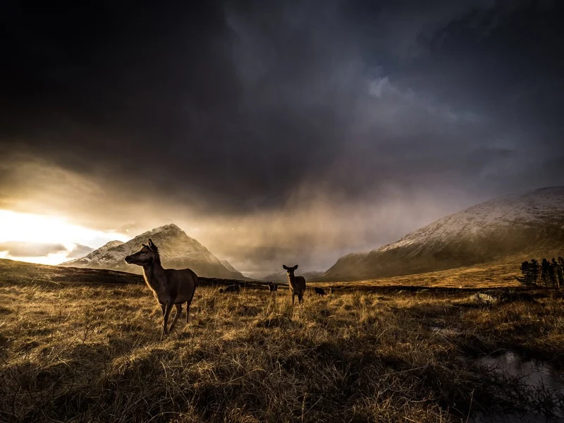 Majestic Deer Mountain Sunset