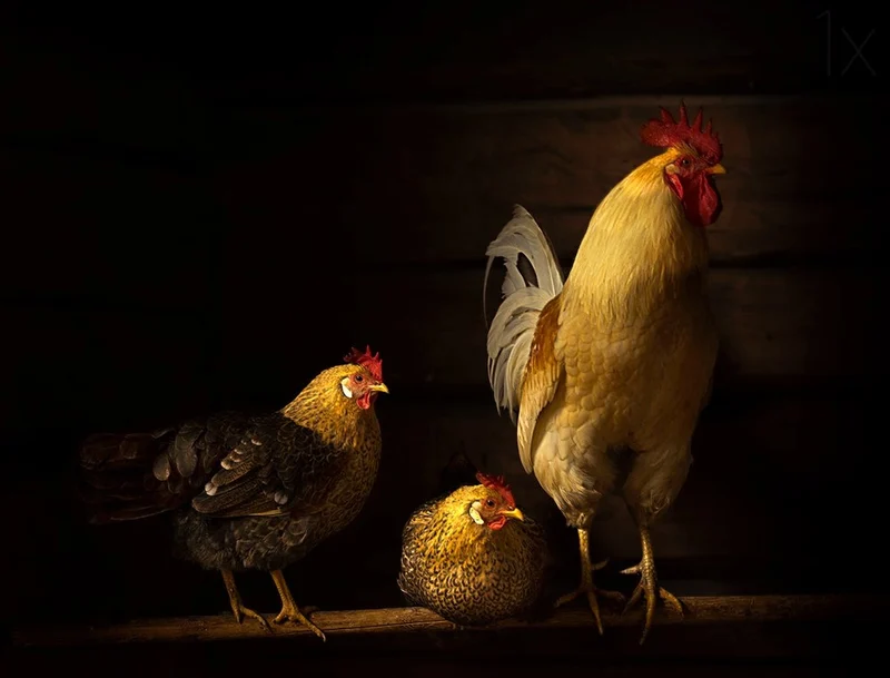 Proud Rooster and Hens