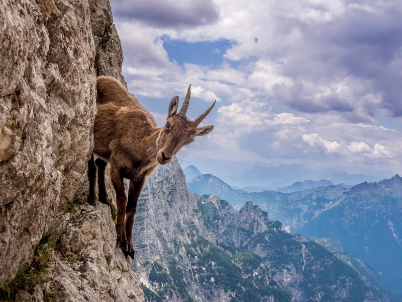 Mountain Ibex Gaze