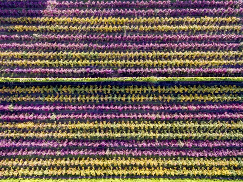 Vibrant Autumn Rows