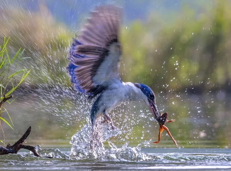 Kingfisher Frog Catch