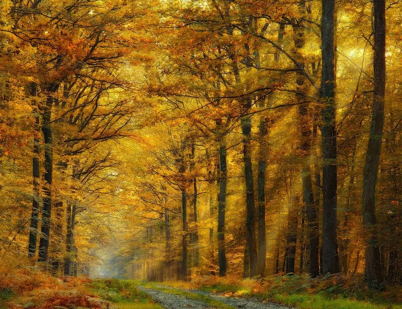 Sunlit Autumn Path
