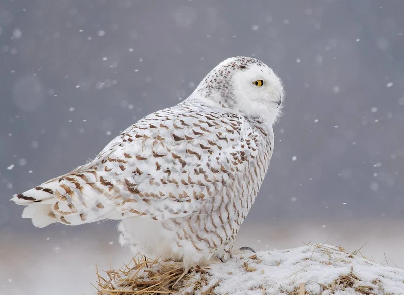 Snowy Owl In Snowfall