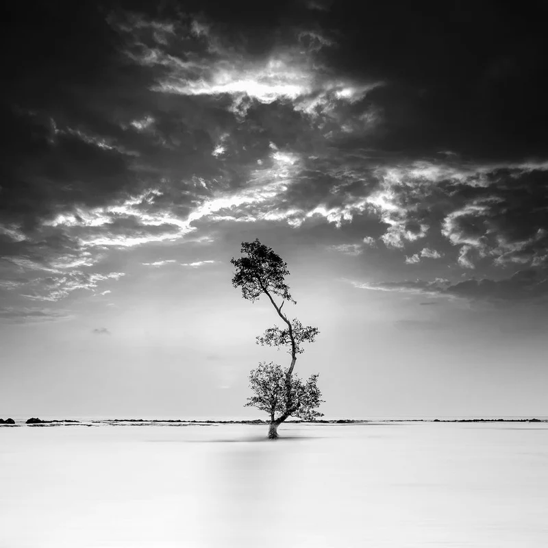 Lone Tree Serenity