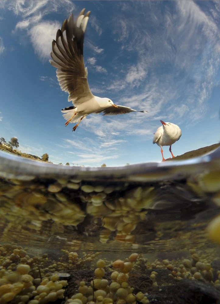Flying Seagull Split View