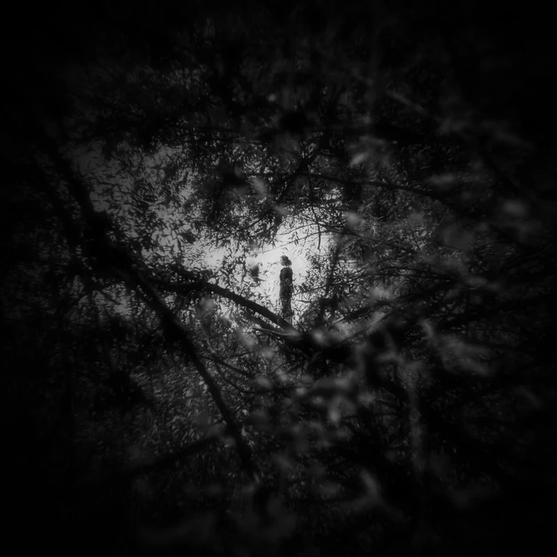 Solitary Forest Bird