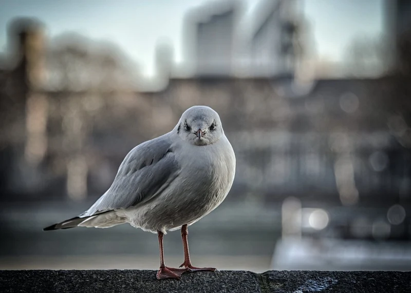 Intense Seagull Gaze