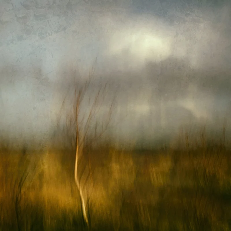 Golden Field Tree