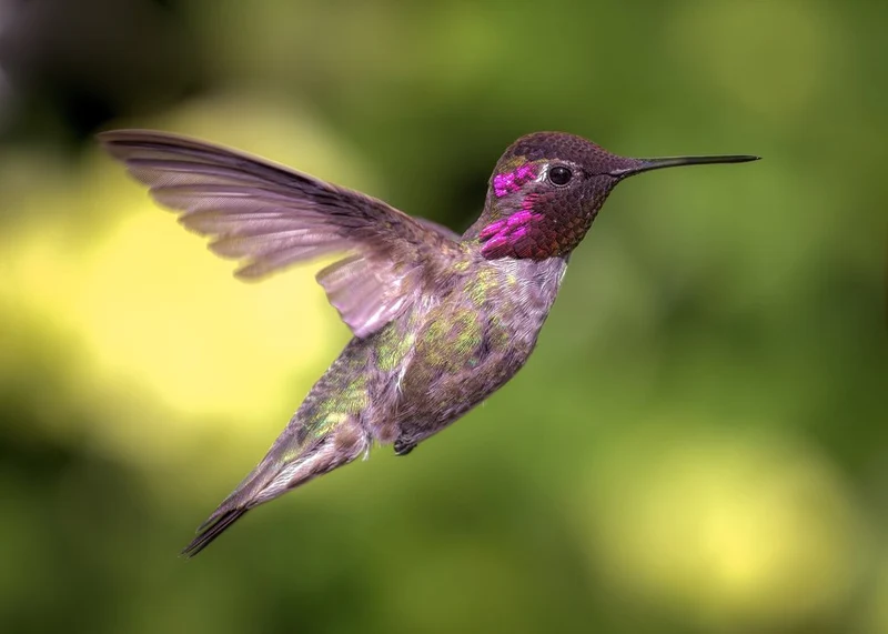 Vibrant Hummingbird Flight