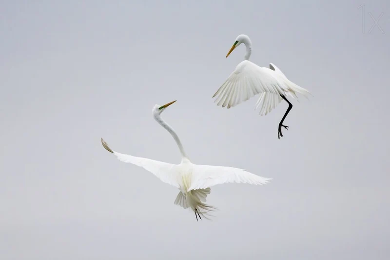 Elegant Egrets In Flight
