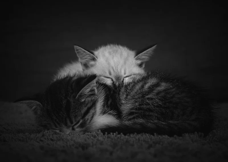 Cozy Sleeping Kittens
