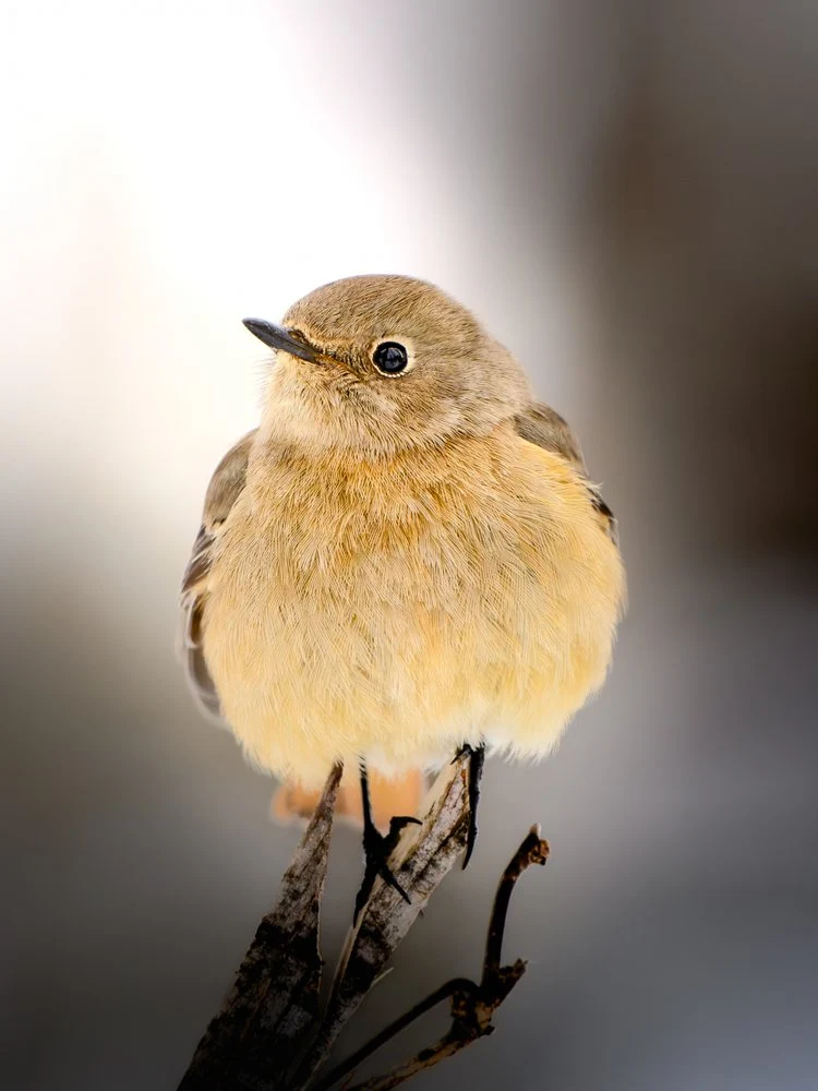 Fluffy Little Bird