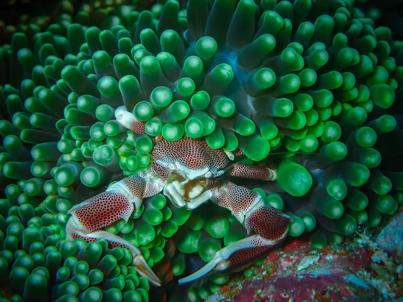 Vibrant Green Anemone Crab