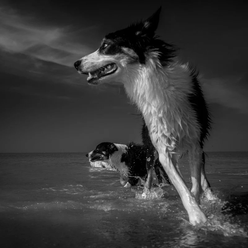 Happy Dogs Ocean Run