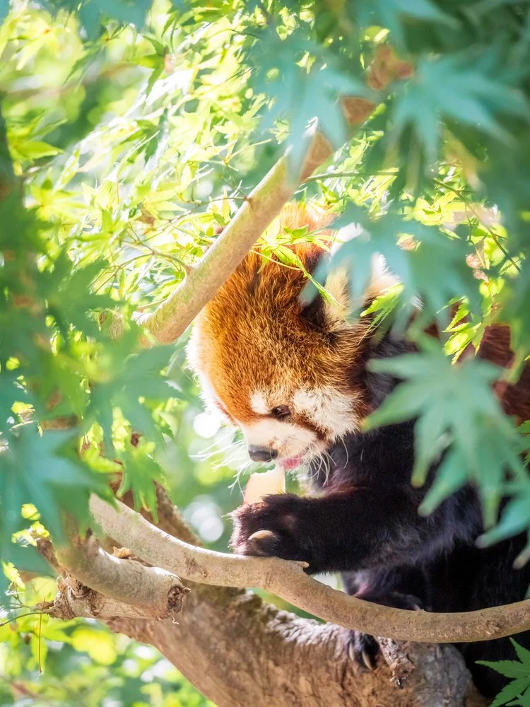 Cute Red Panda Eating