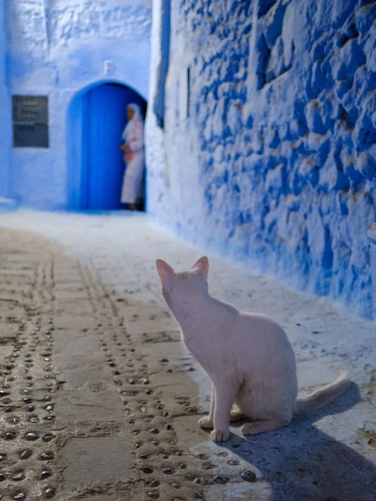 Blue City Cat