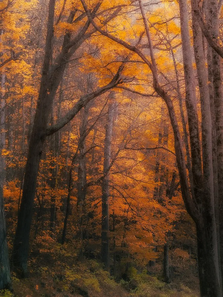 Golden Autumn Woods