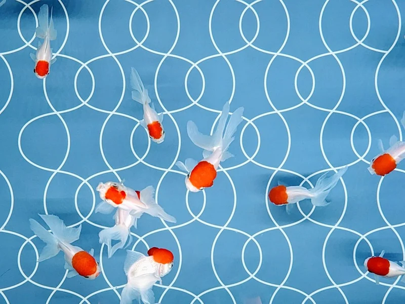 Vibrant Goldfish Pattern