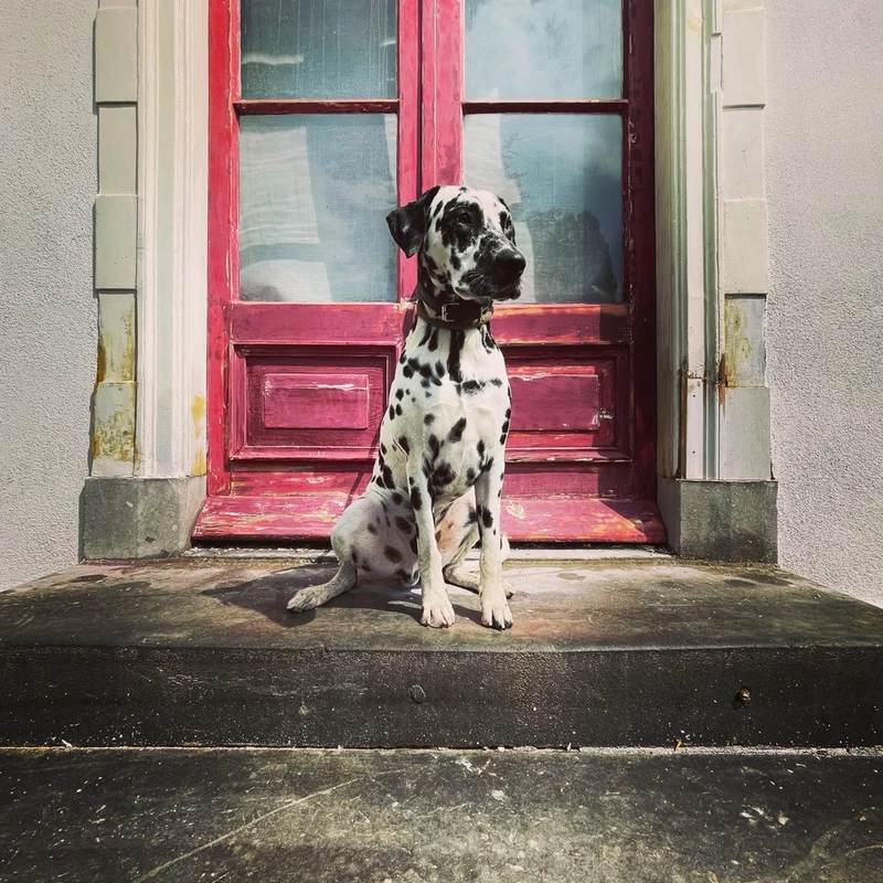 Watchful Dalmatian Red Door