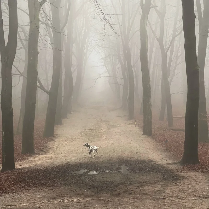 Misty Forest Path Dog