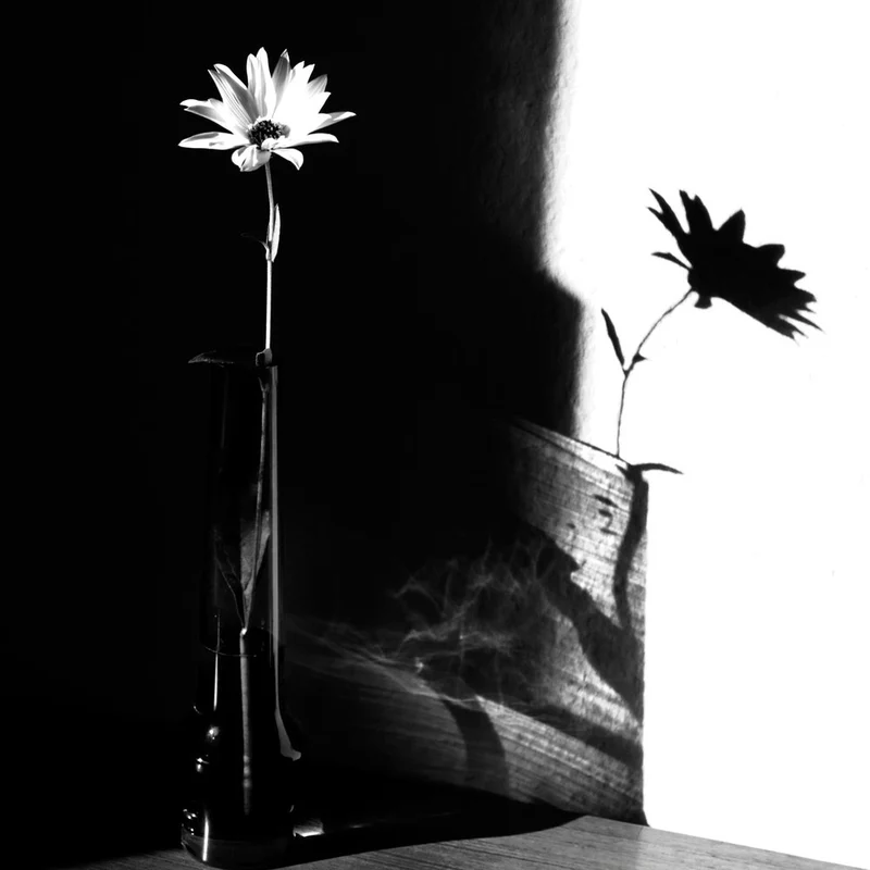 Light and Shadow Daisy