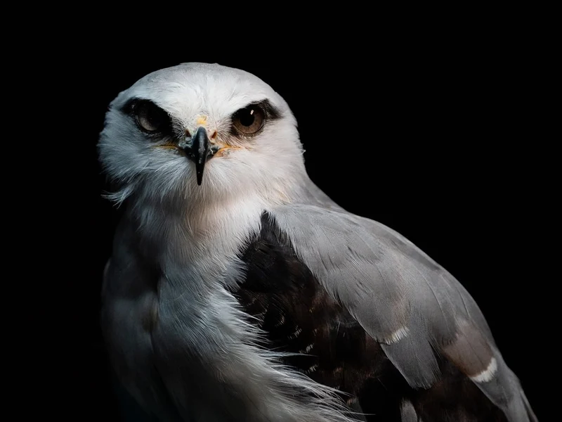 Intense Kite Gaze