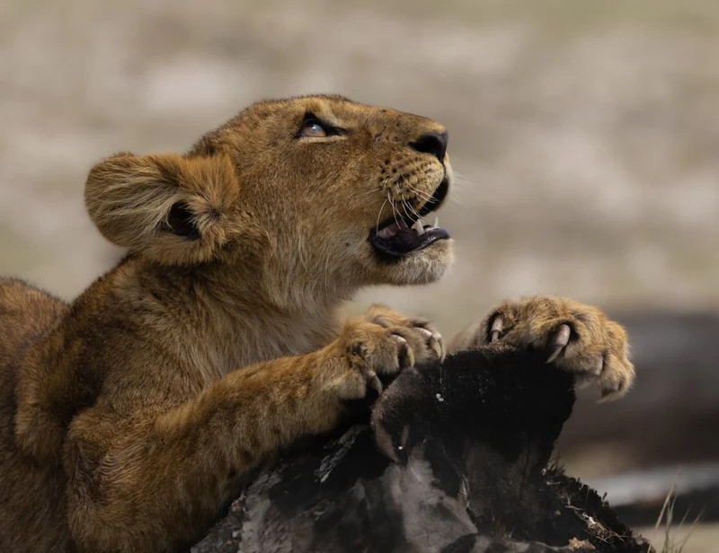 Playful Lion Cub
