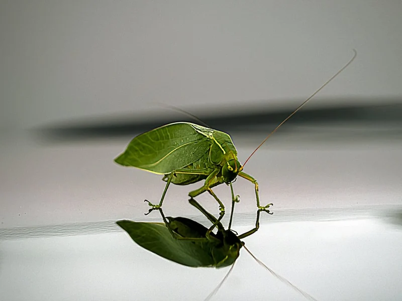 Green Leaf Insect Reflection
