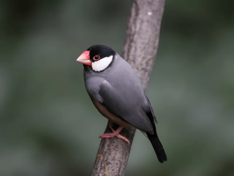 Elegant Java Finch