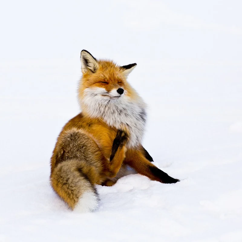 Serene Fox In Snow