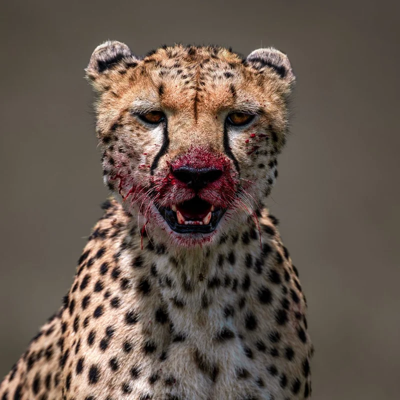 Bloody Cheetah Gaze