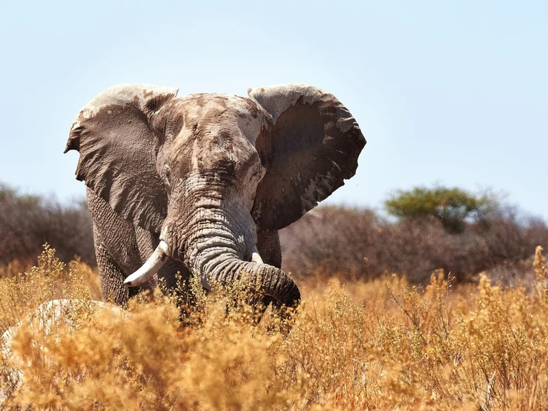 Majestic African Elephant