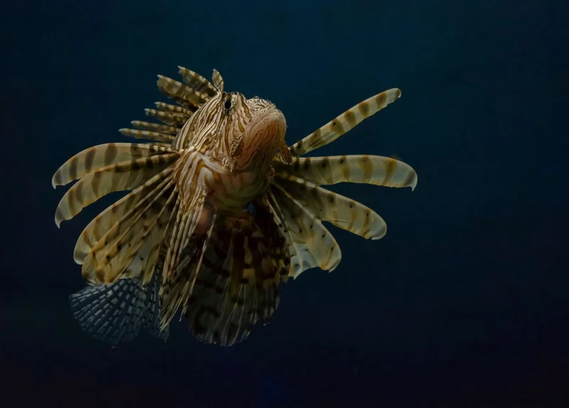 Striking Lionfish