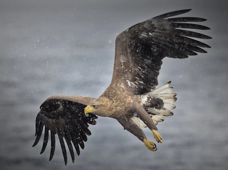 Majestic Eagle in Flight