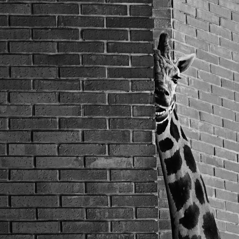 Smiling Giraffe Corner Peek