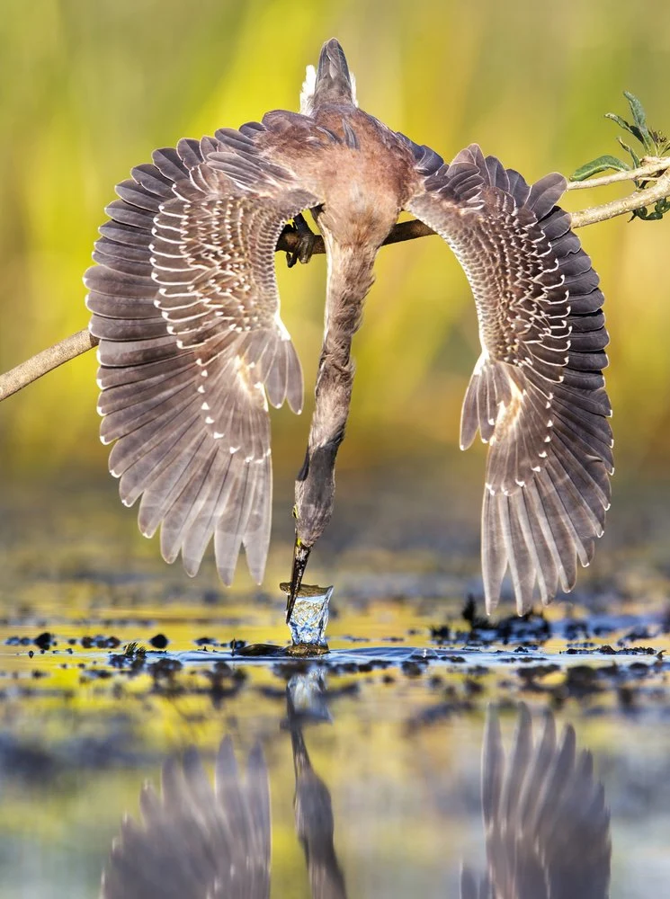 Heron Fishing Reflection