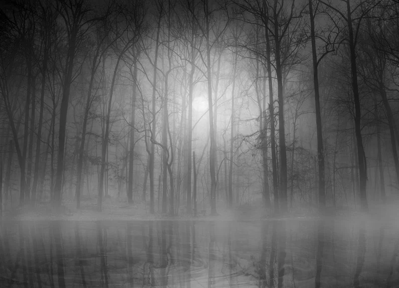 Foggy Forest Reflections