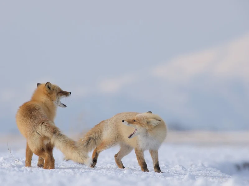 Playful Winter Foxes