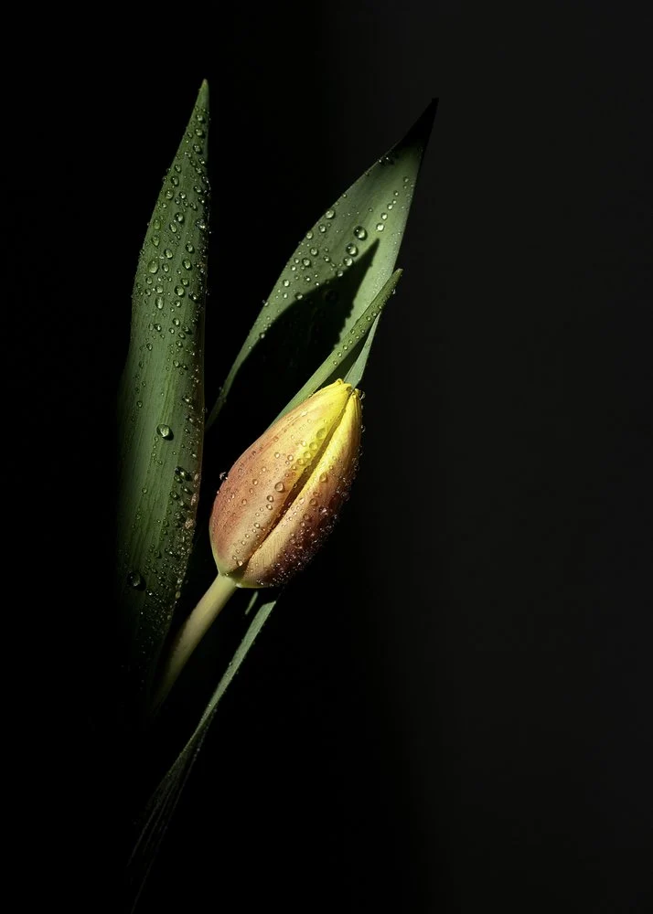 Dewy Tulip Bud