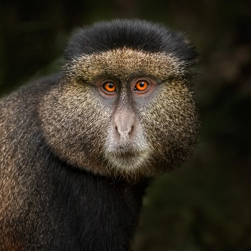 Golden Monkey Gaze
