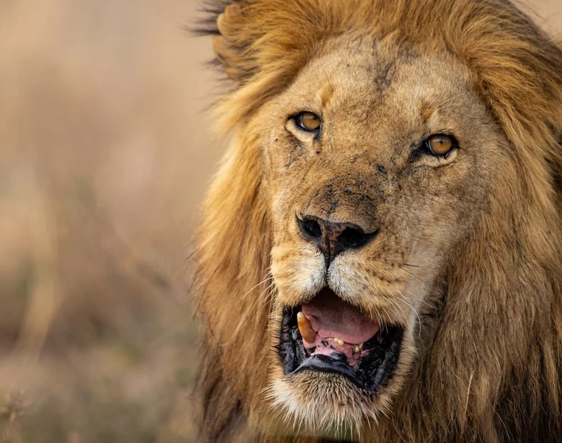 Majestic Lion Close-up