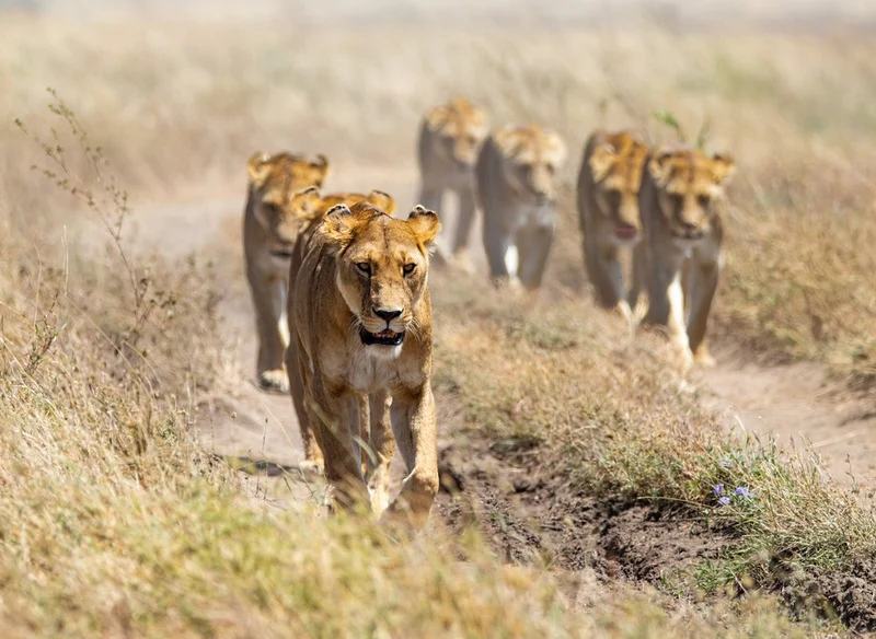African Lion Pride Walk