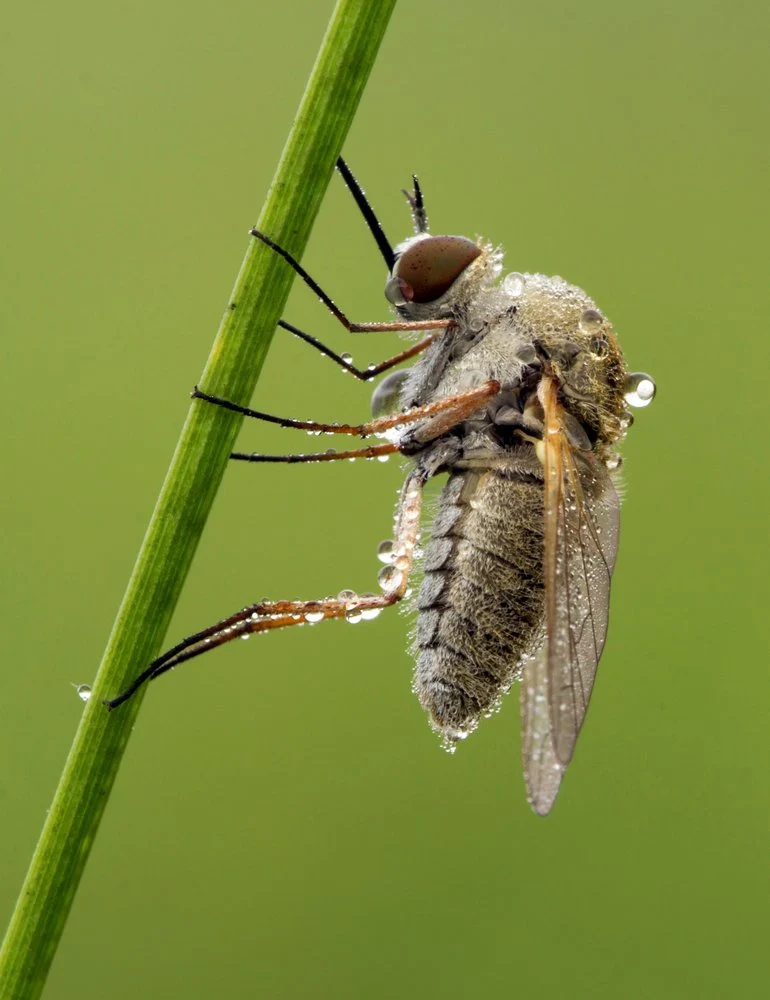 Morning Dew Fly